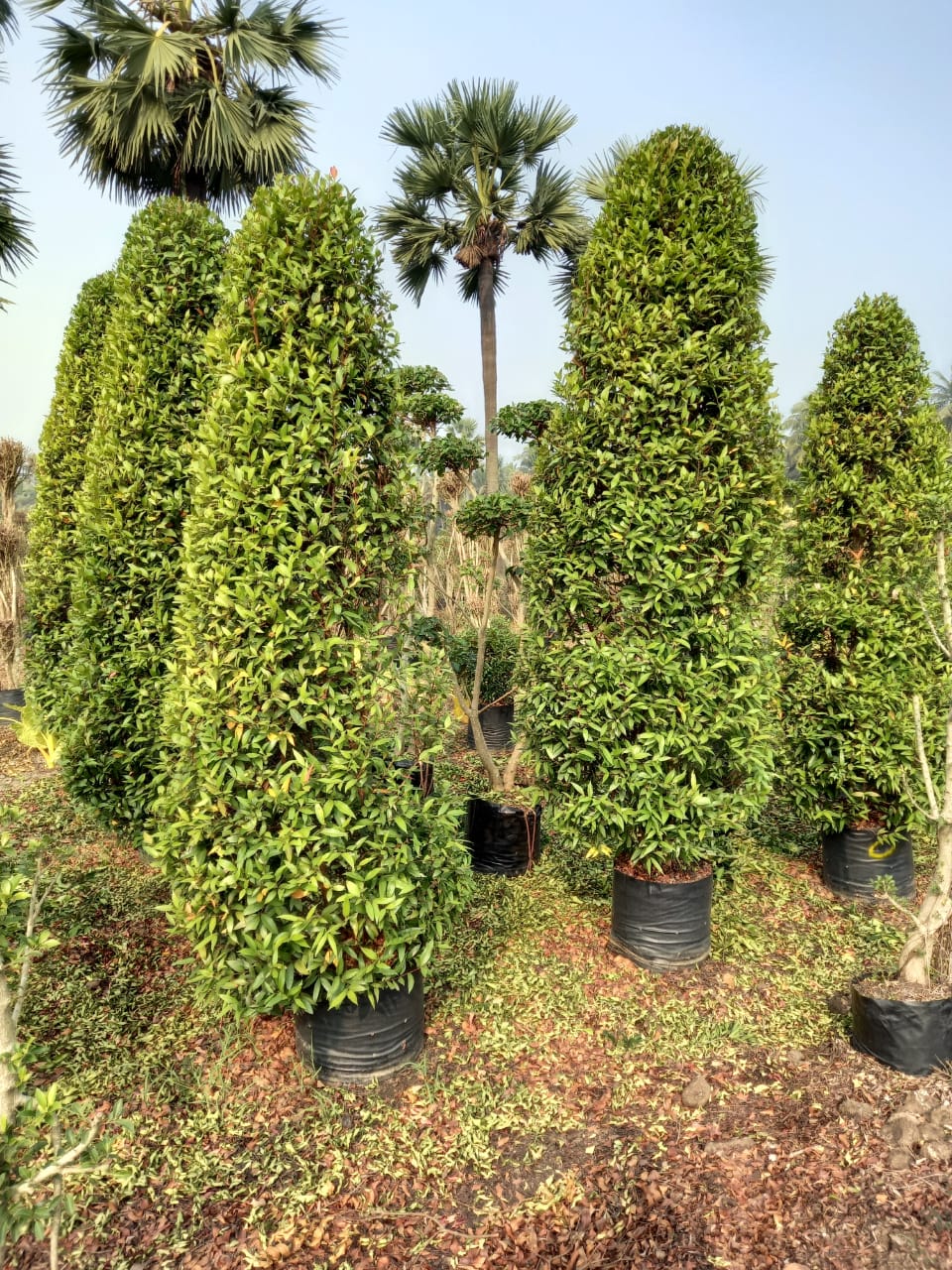 Best Kadiyam Nursery Call 6309717556, Kadiyam Nursery /kadiyam Online